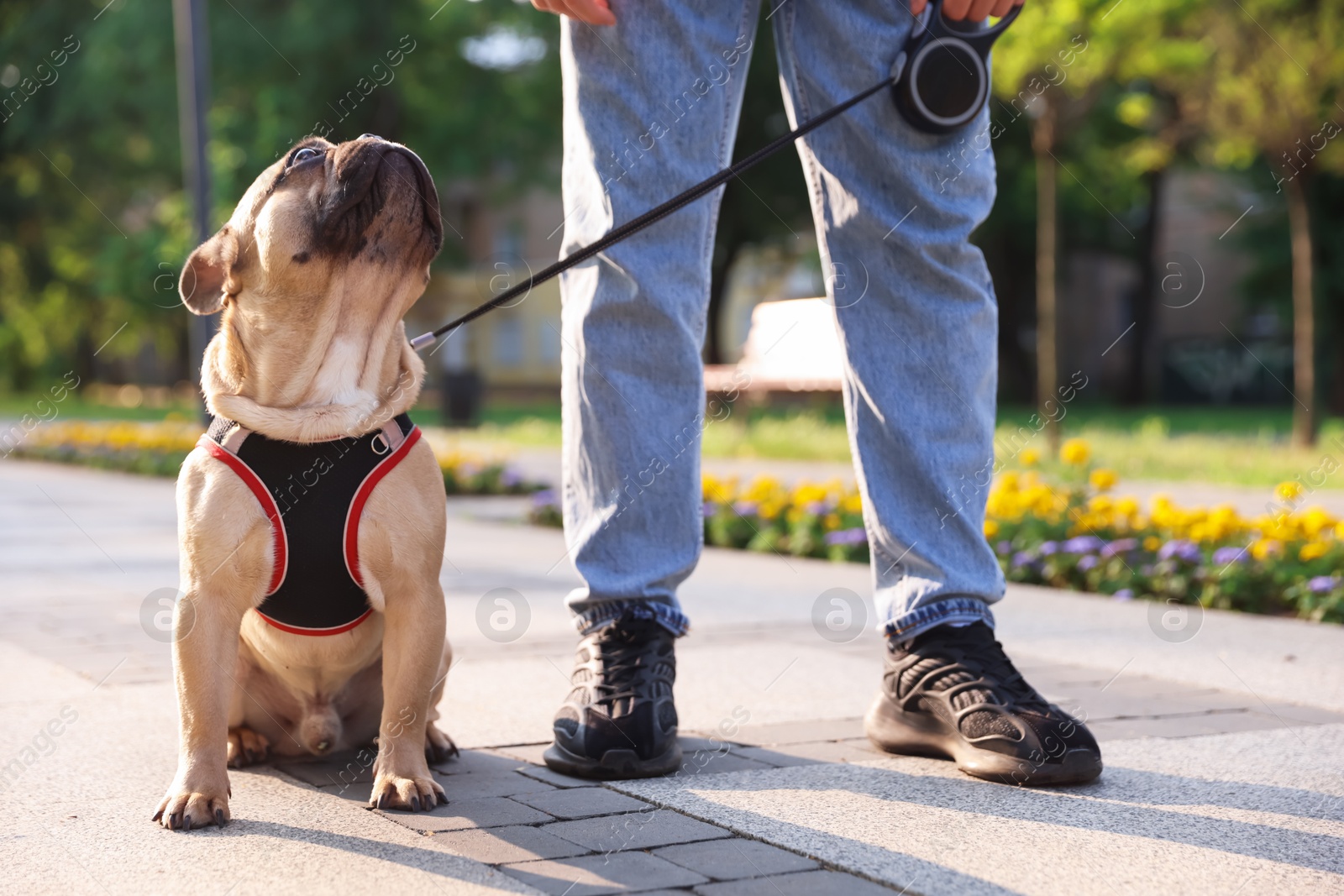 Man with his cute French bulldog in park, closeup Photo of Man with his cute French bulldog in park, closeup