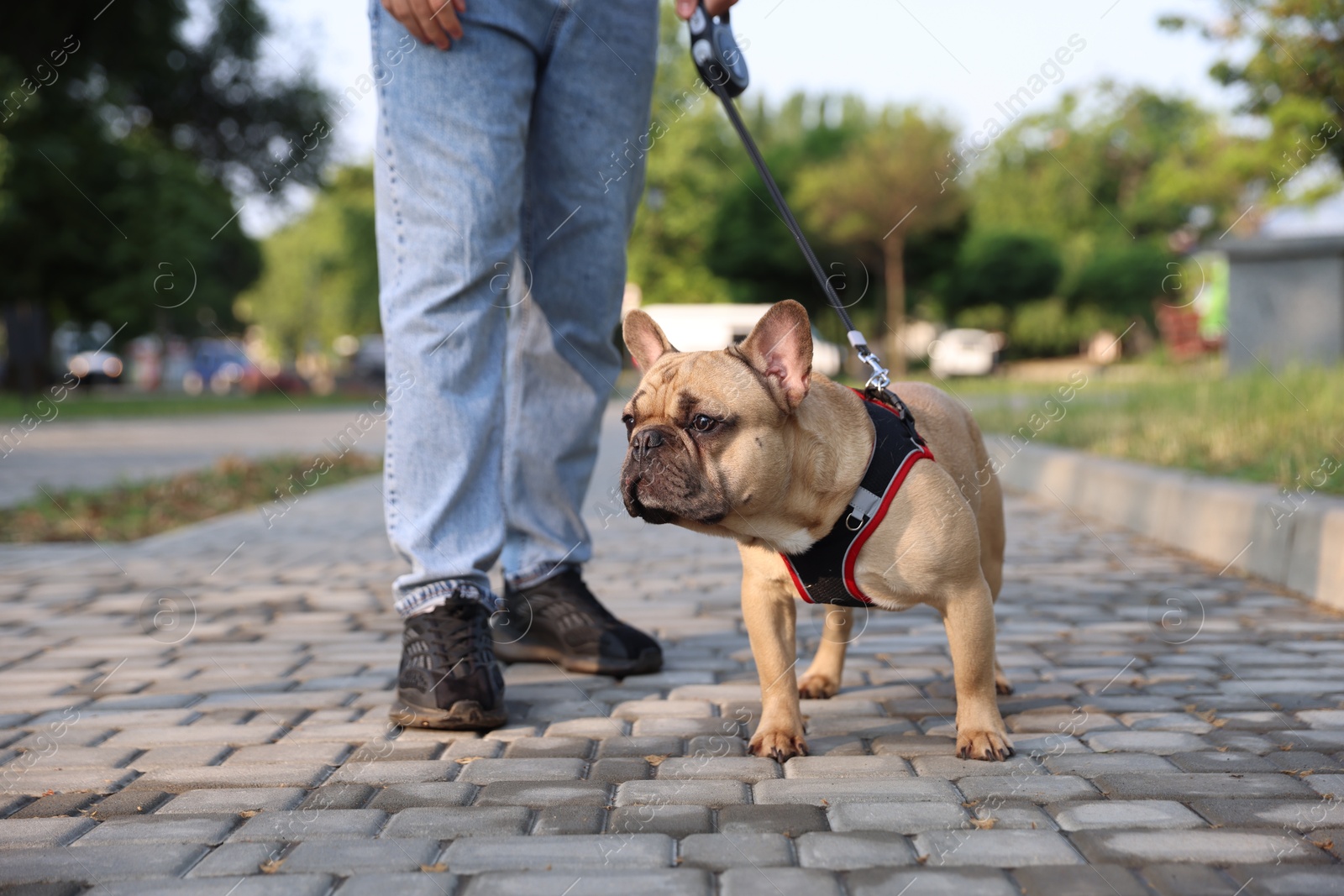 Man with his cute French bulldog in park, closeup Photo of Man with his cute French bulldog in park, closeup