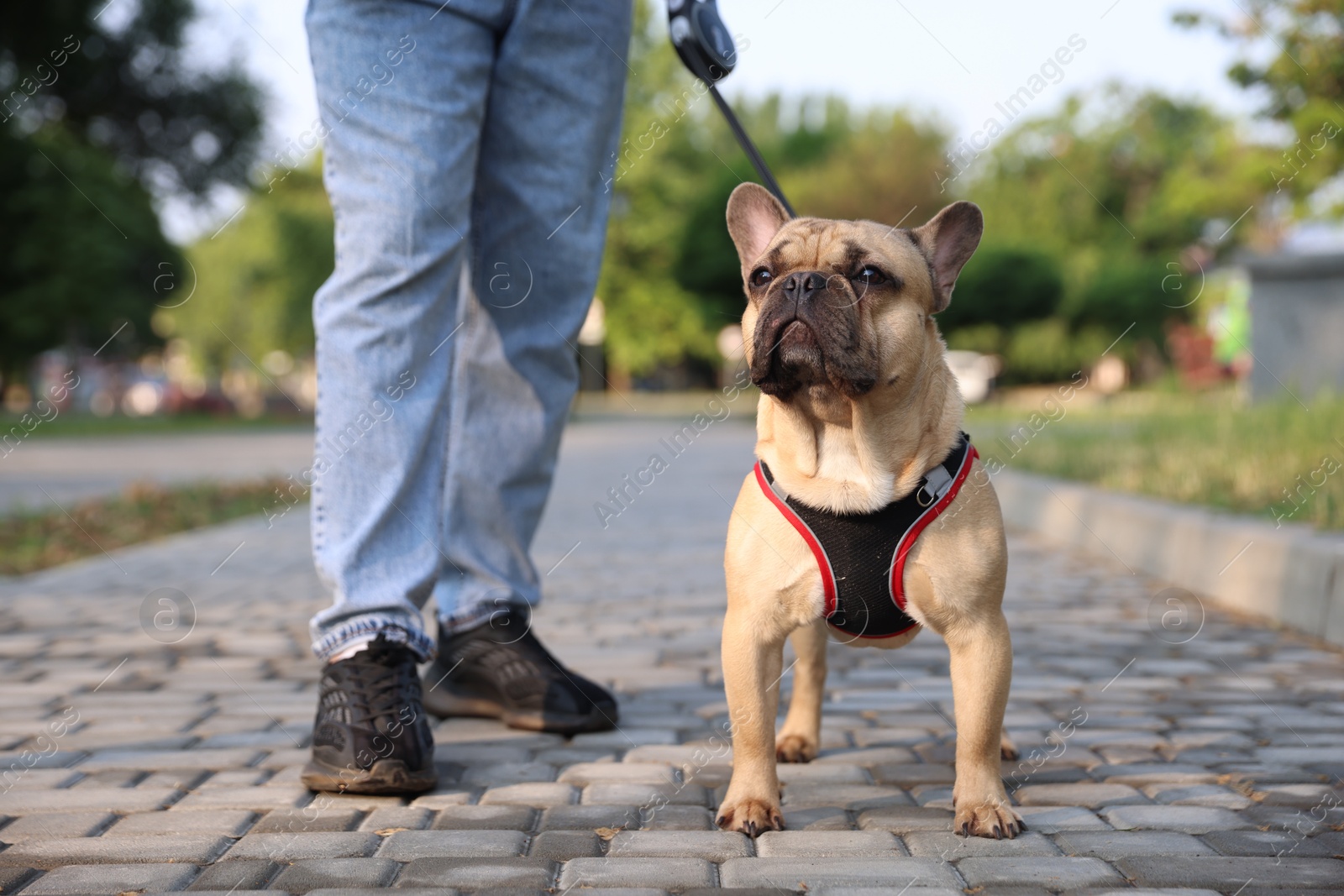 Man with his cute French bulldog in park, closeup Photo of Man with his cute French bulldog in park, closeup