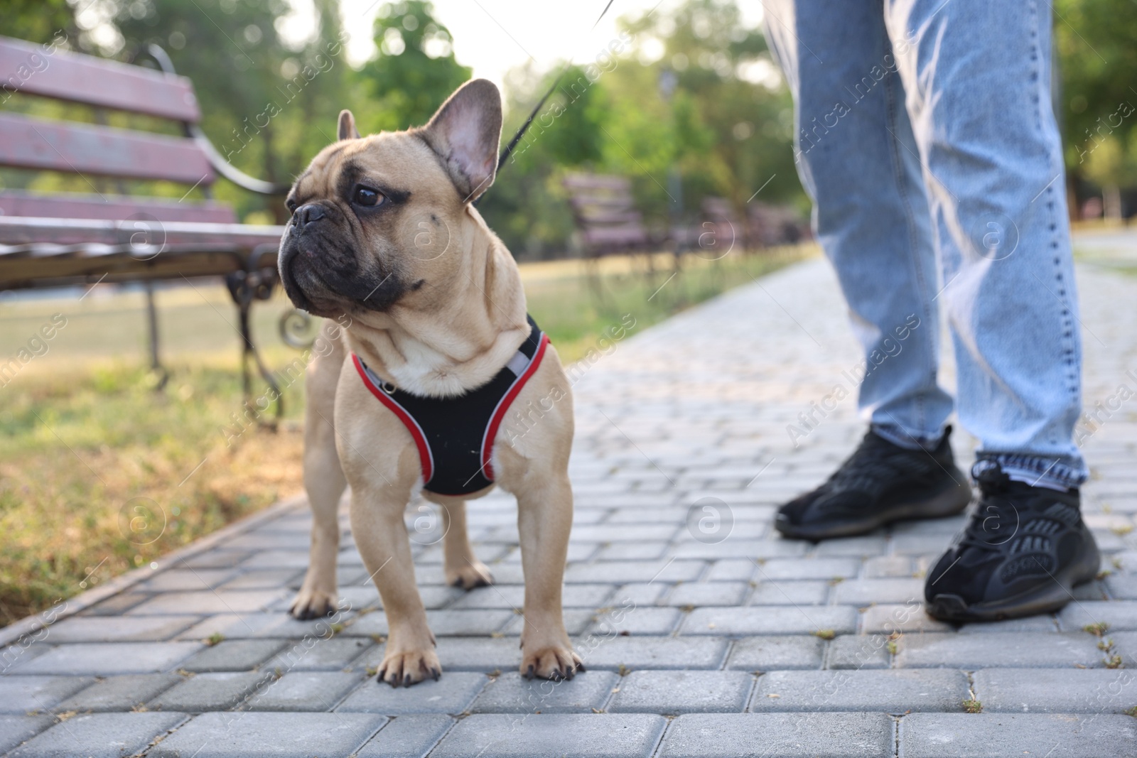 Man with his cute French bulldog in park, closeup Photo of Man with his cute French bulldog in park, closeup