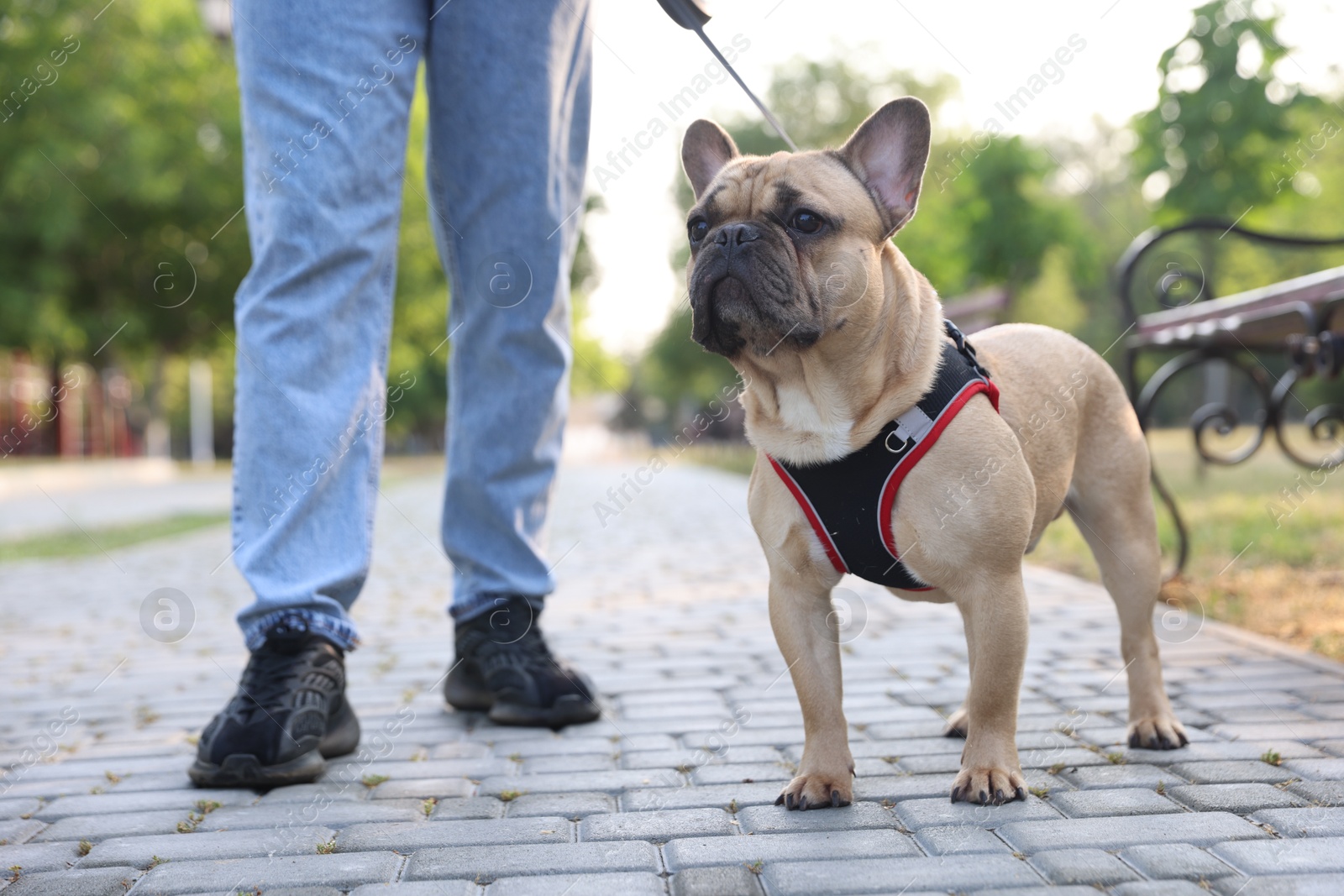Man with his cute French bulldog in park, closeup Photo of Man with his cute French bulldog in park, closeup