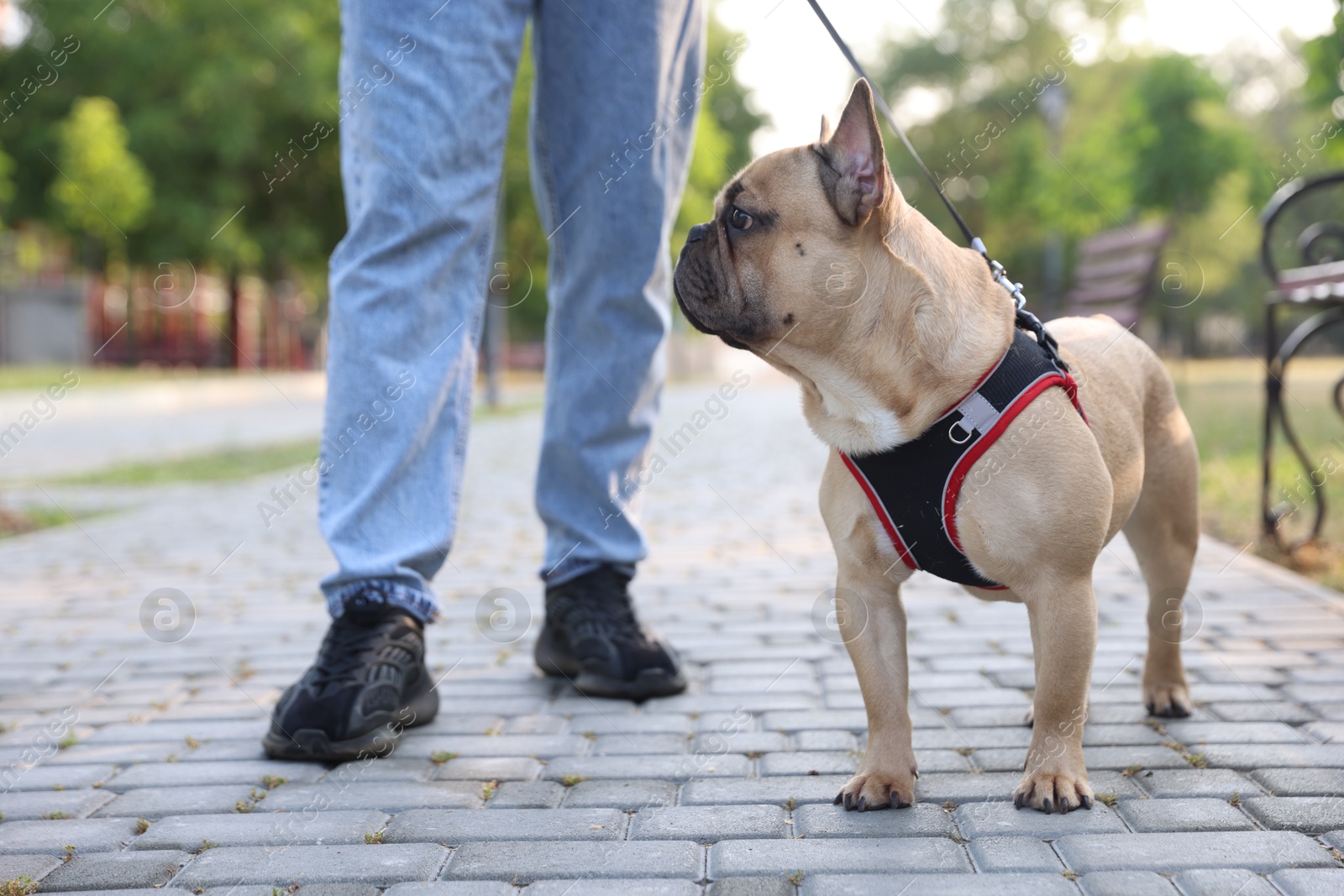 Man with his cute French bulldog in park, closeup Photo of Man with his cute French bulldog in park, closeup