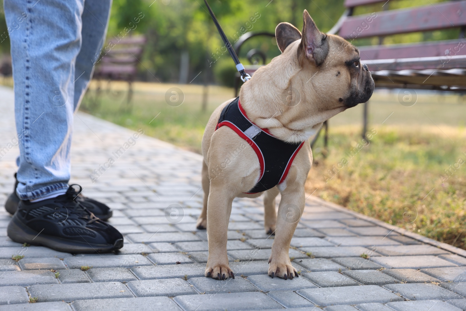 Man with his cute French bulldog in park, closeup Photo of Man with his cute French bulldog in park, closeup