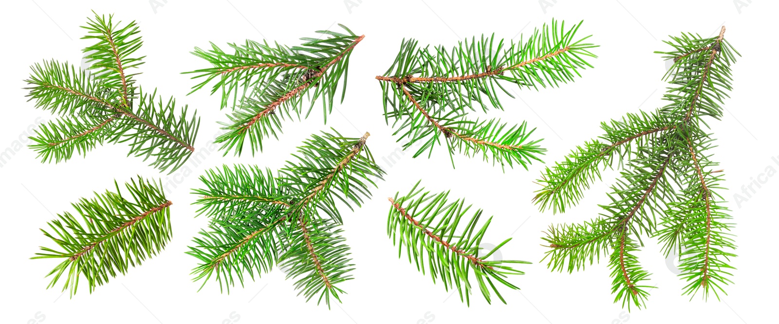 Green fir tree branches on white background, collage Image of Green fir tree branches on white background, collage