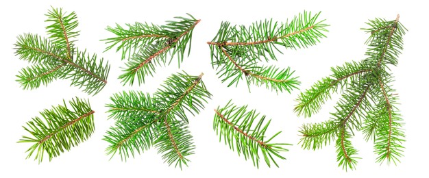 Image of Green fir tree branches on white background, collage