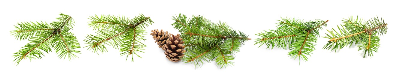 Image of Green fir tree branches on white background, collage