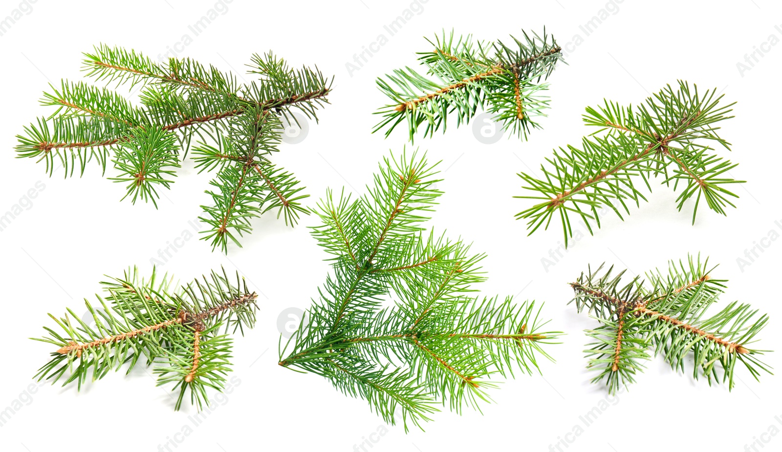 Green fir tree branches on white background, collage Image of Green fir tree branches on white background, collage