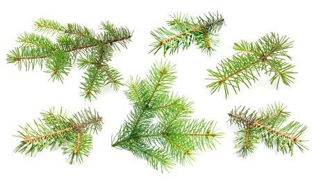 Image of Green fir tree branches on white background, collage