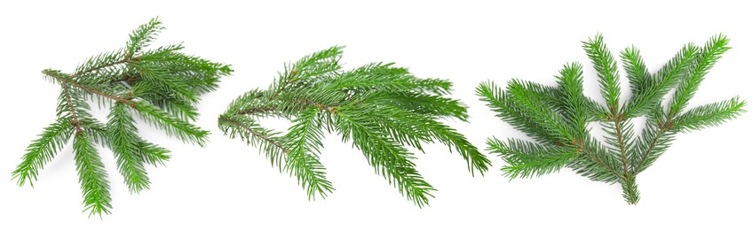 Image of Green fir tree branches on white background, collage