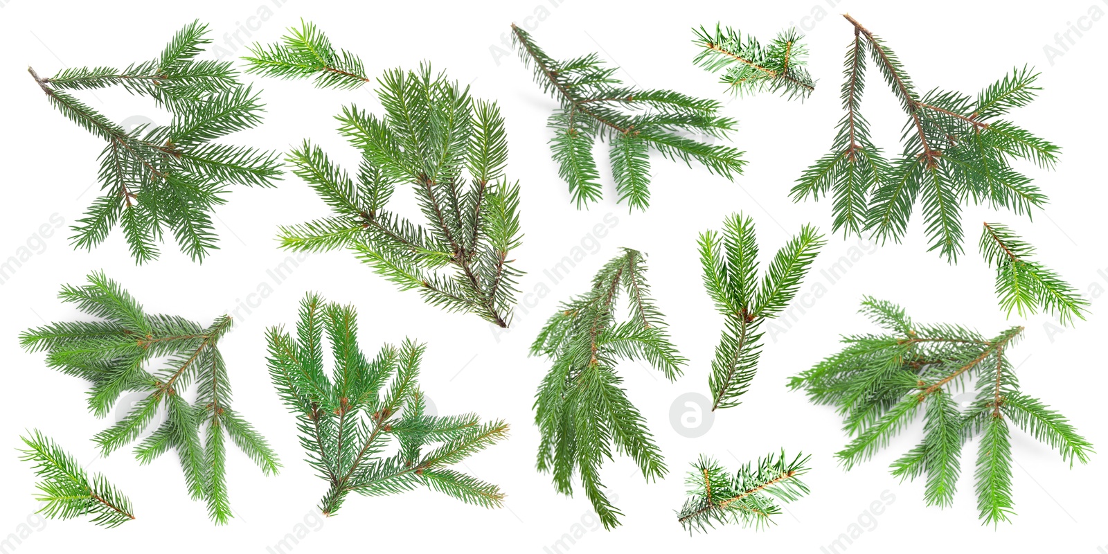 Green fir tree branches on white background, collage Image of Green fir tree branches on white background, collage