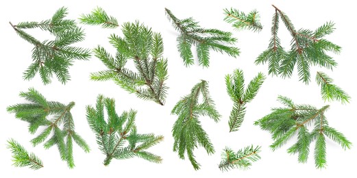 Image of Green fir tree branches on white background, collage