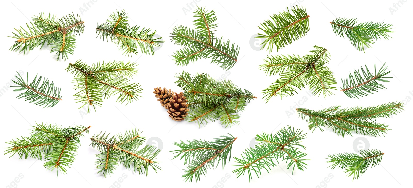 Green fir tree branches on white background, collage Image of Green fir tree branches on white background, collage