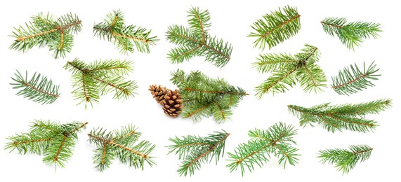 Image of Green fir tree branches on white background, collage
