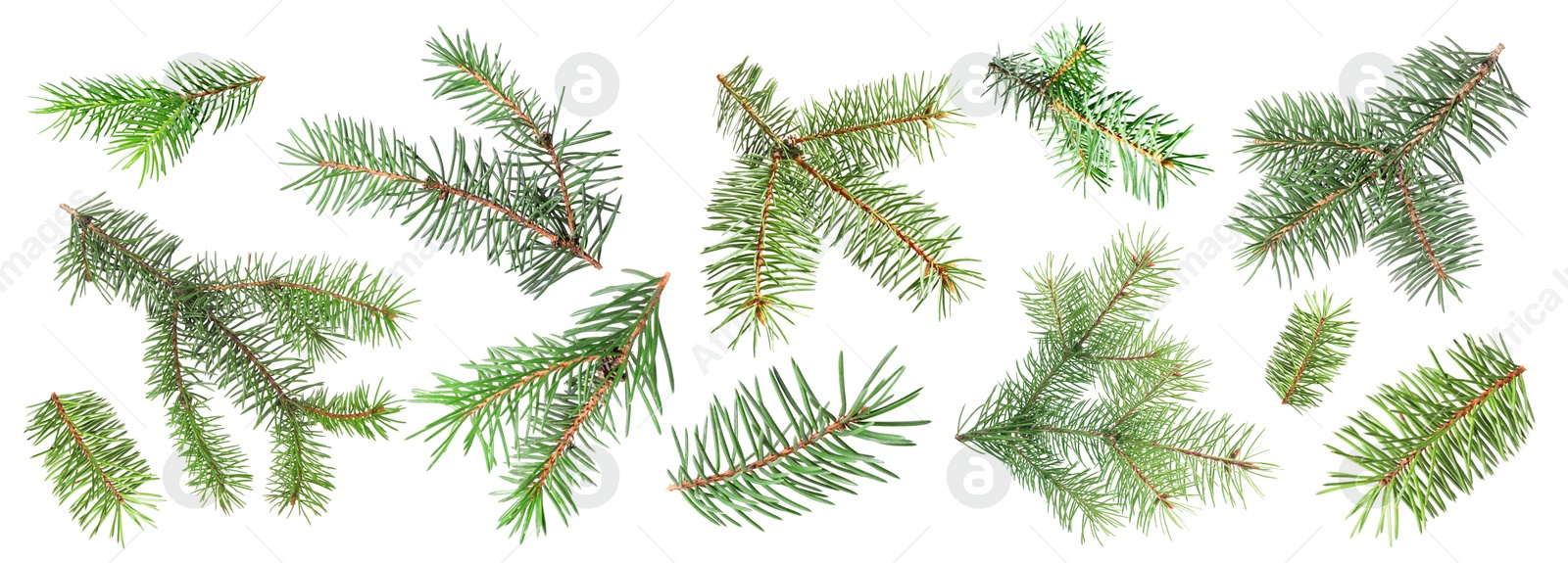 Green fir tree branches on white background, collage Image of Green fir tree branches on white background, collage