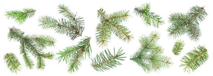 Image of Green fir tree branches on white background, collage