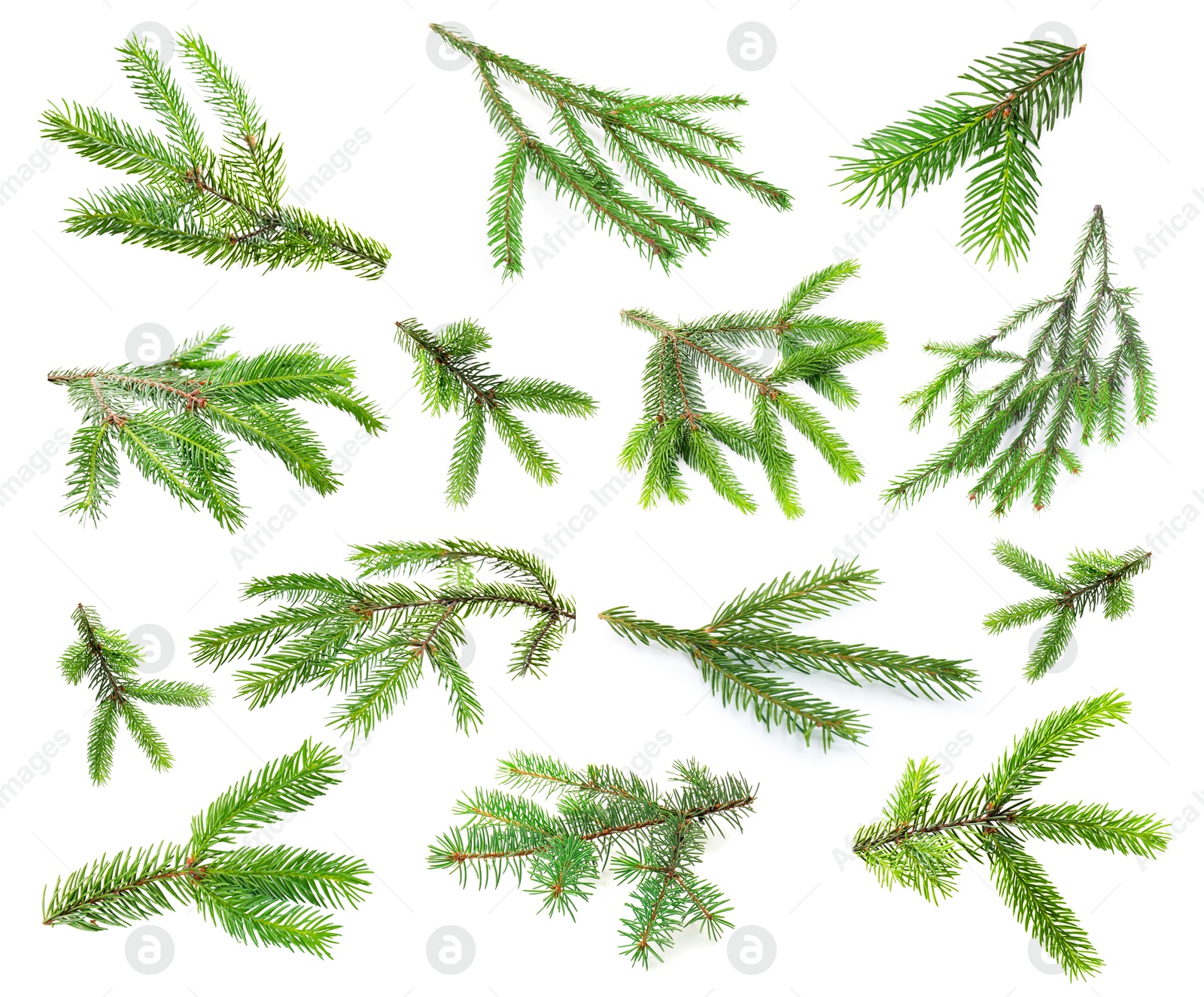 Green fir tree branches on white background, collage Image of Green fir tree branches on white background, collage