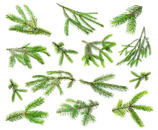 Image of Green fir tree branches on white background, collage