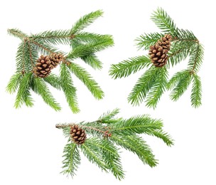 Image of Green fir tree branches on white background, collage