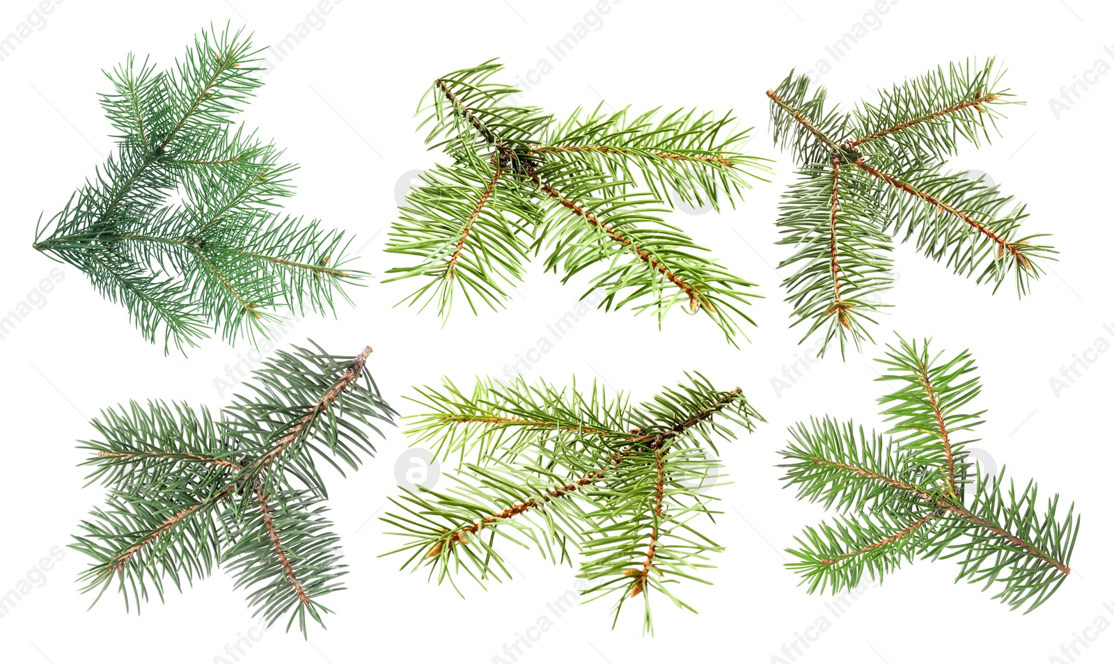 Image of Green fir tree branches on white background, collage