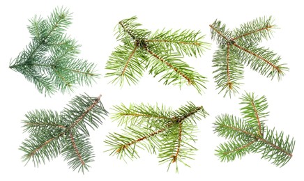 Image of Green fir tree branches on white background, collage