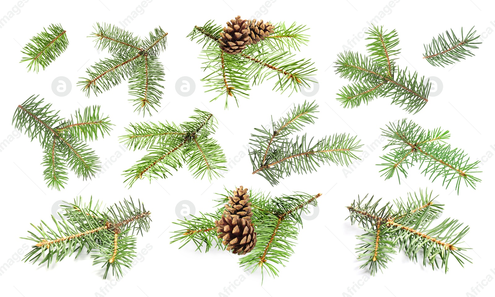 Image of Green fir tree branches on white background, collage