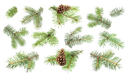 Image of Green fir tree branches on white background, collage