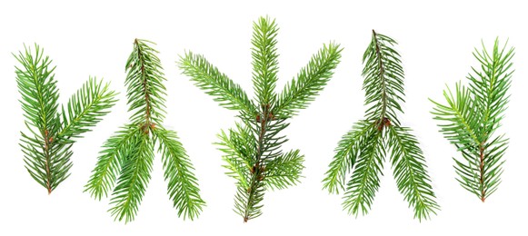Image of Green fir tree branches on white background, collage