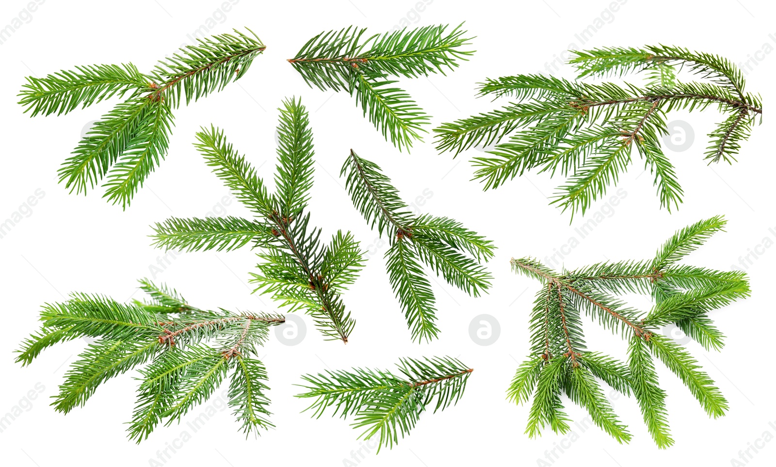 Image of Green fir tree branches on white background, collage