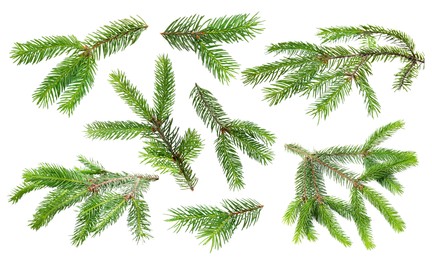 Image of Green fir tree branches on white background, collage