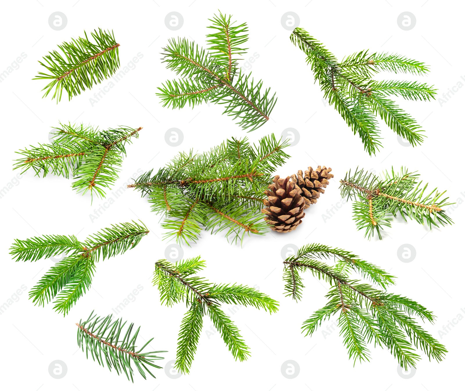 Image of Green fir tree branches on white background, collage