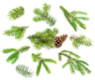 Image of Green fir tree branches on white background, collage
