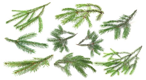 Image of Green fir tree branches on white background, collage