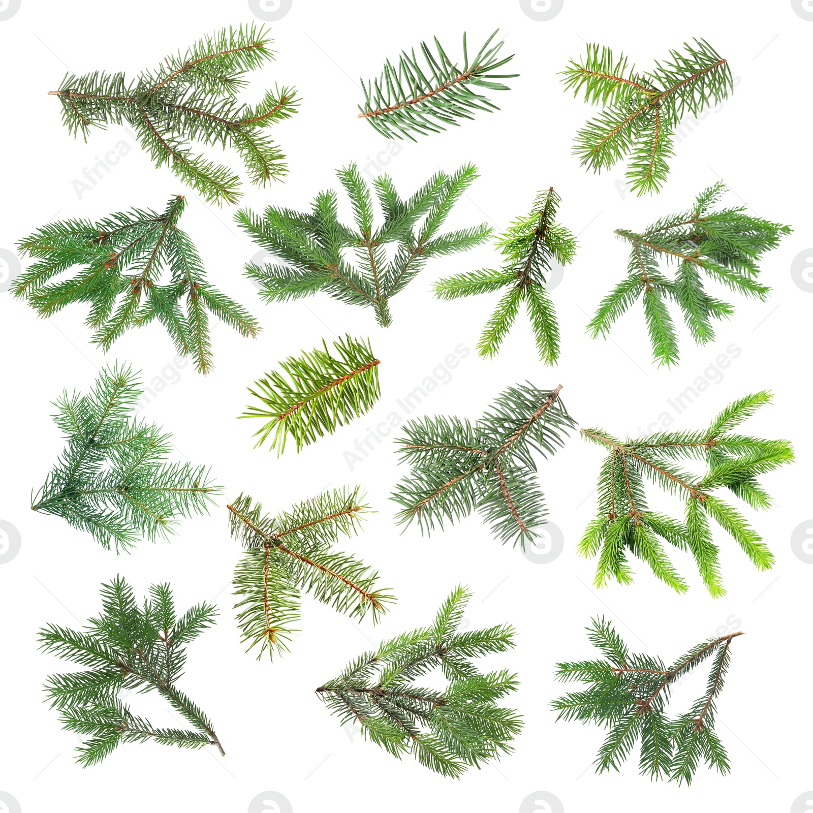 Green fir tree branches on white background, collage Image of Green fir tree branches on white background, collage
