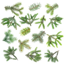 Image of Green fir tree branches on white background, collage
