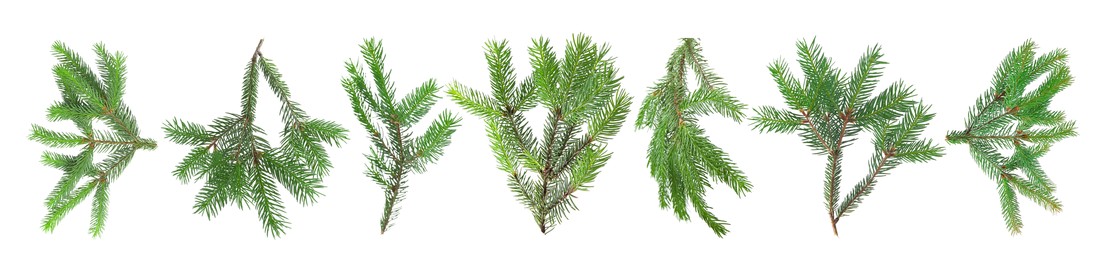 Image of Green fir tree branches on white background, collage