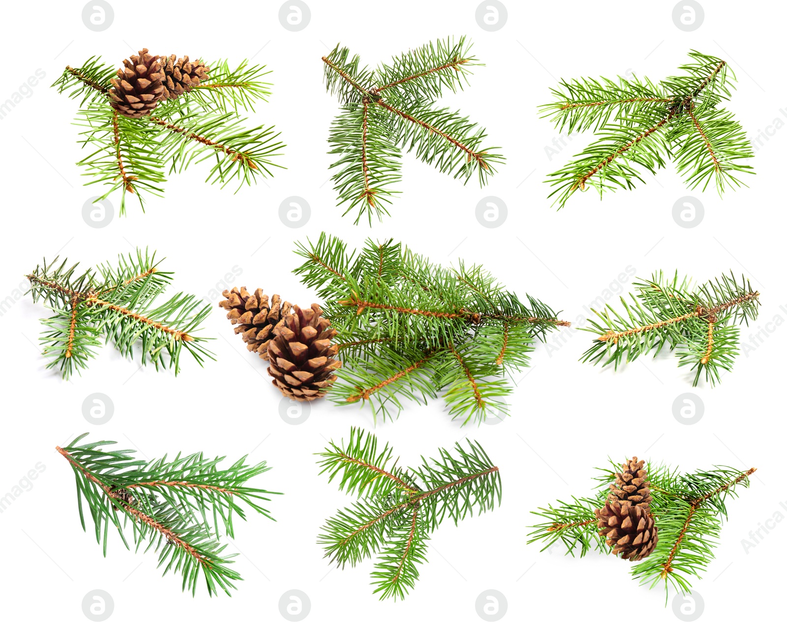 Image of Green fir tree branches on white background, collage