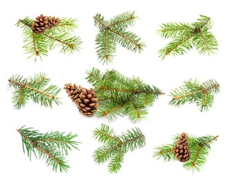 Image of Green fir tree branches on white background, collage