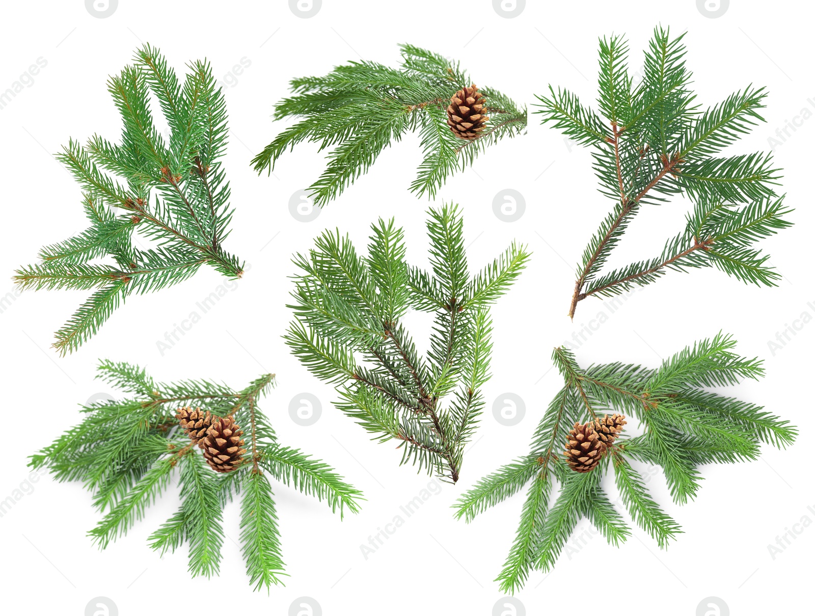 Green fir tree branches on white background, collage Image of Green fir tree branches on white background, collage