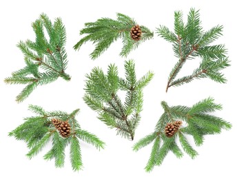 Image of Green fir tree branches on white background, collage