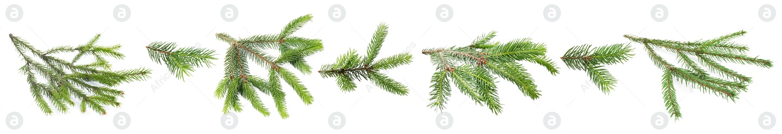 Green fir tree branches on white background, collage Image of Green fir tree branches on white background, collage