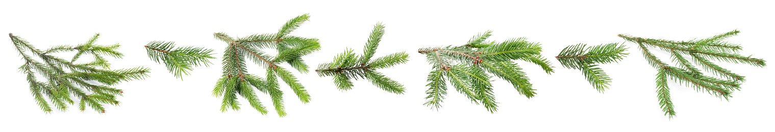 Image of Green fir tree branches on white background, collage