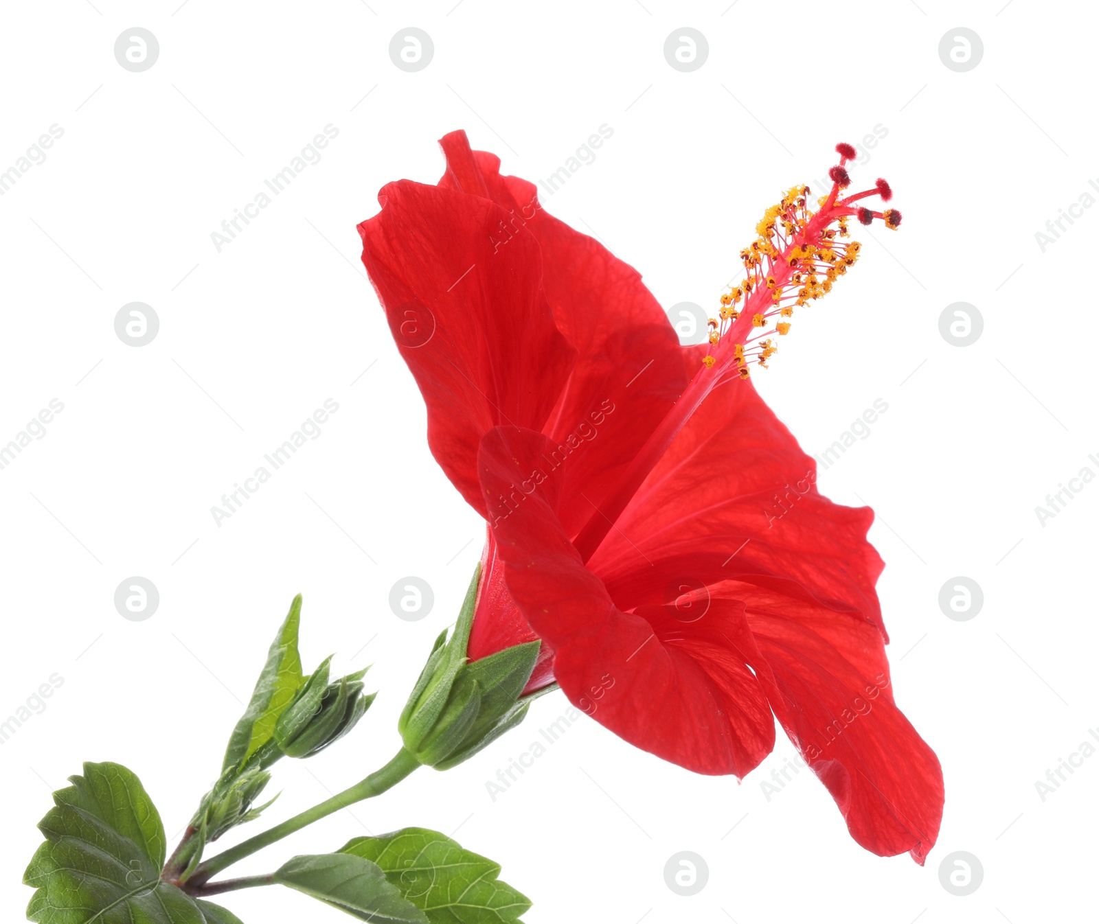 Photo of Beautiful red hibiscus flower with green leaves isolated on white