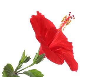 Photo of Beautiful red hibiscus flower with green leaves isolated on white