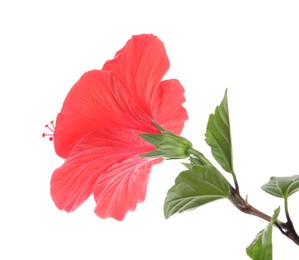 Photo of Beautiful red hibiscus flower with green leaves isolated on white