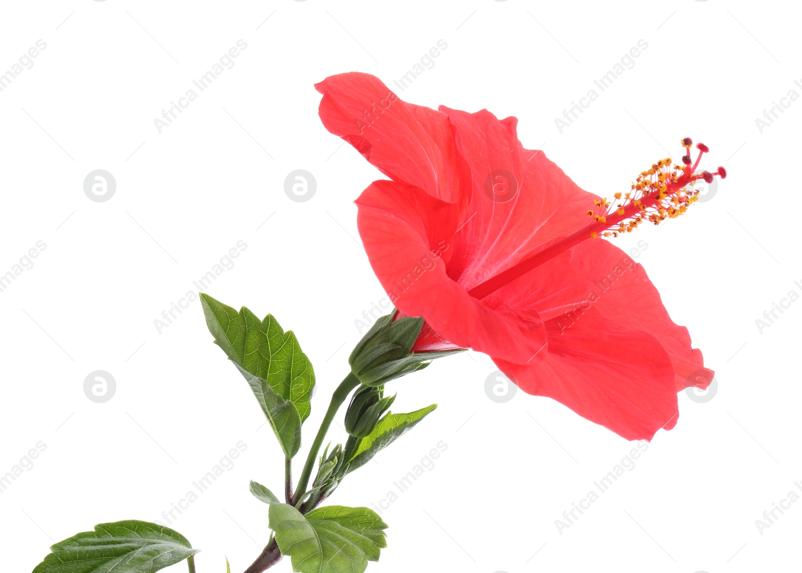 Photo of Beautiful red hibiscus flower with green leaves isolated on white