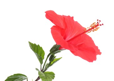 Photo of Beautiful red hibiscus flower with green leaves isolated on white
