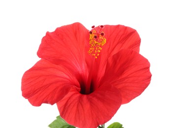 Photo of Beautiful red hibiscus flower isolated on white