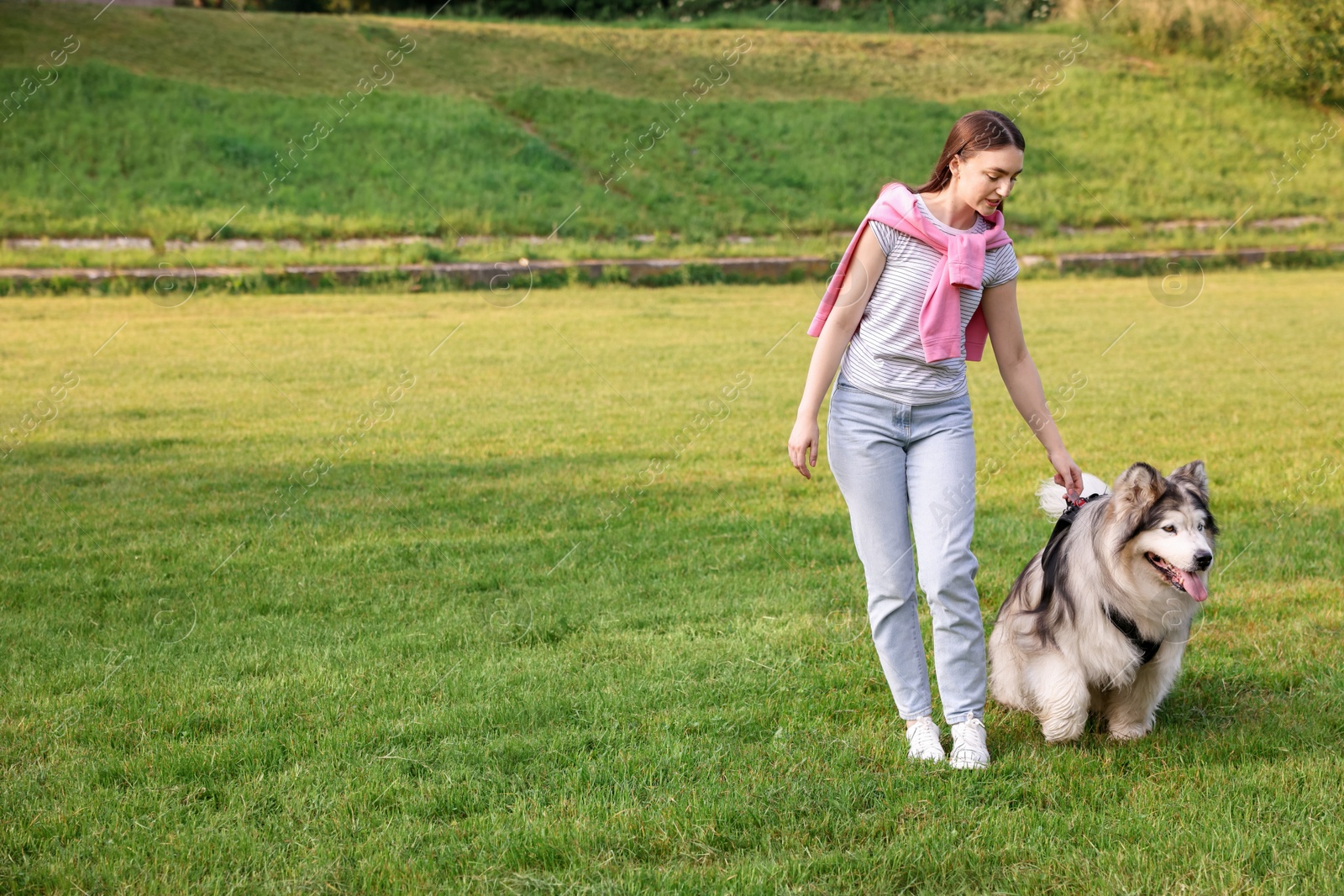 Photo of Woman walking with her cute Alaskan malamute dog on green grass outdoors. Space for text
