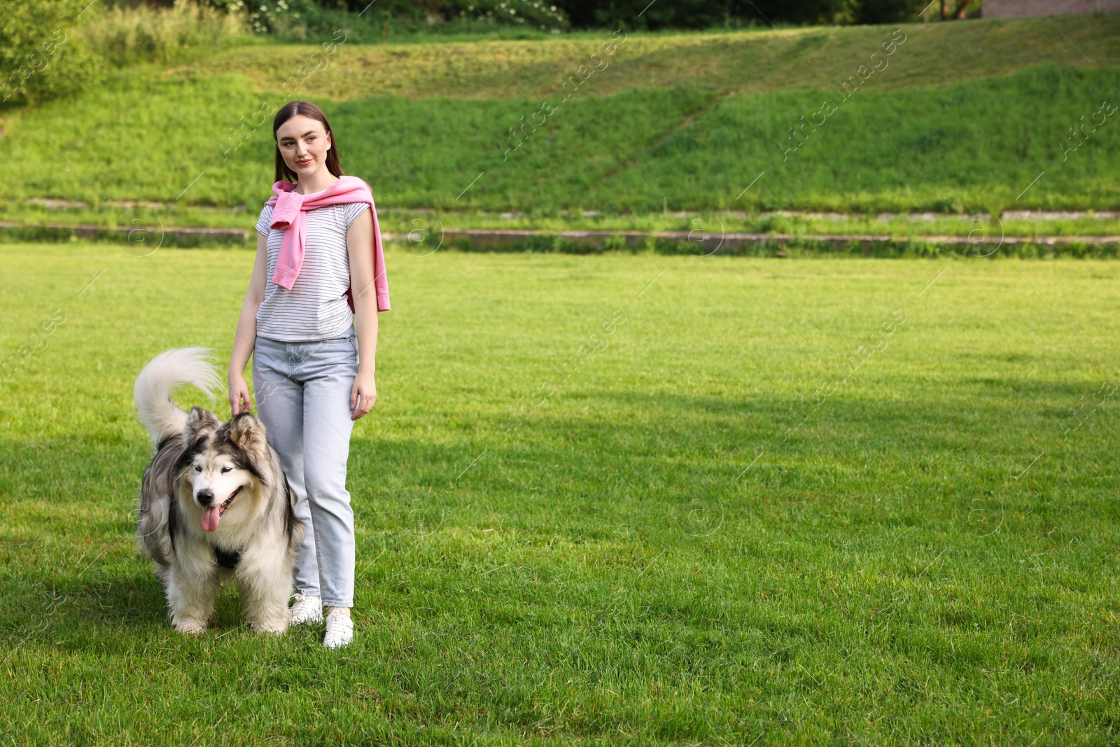 Photo of Woman with her cute Alaskan malamute dog on green grass outdoors. Space for text