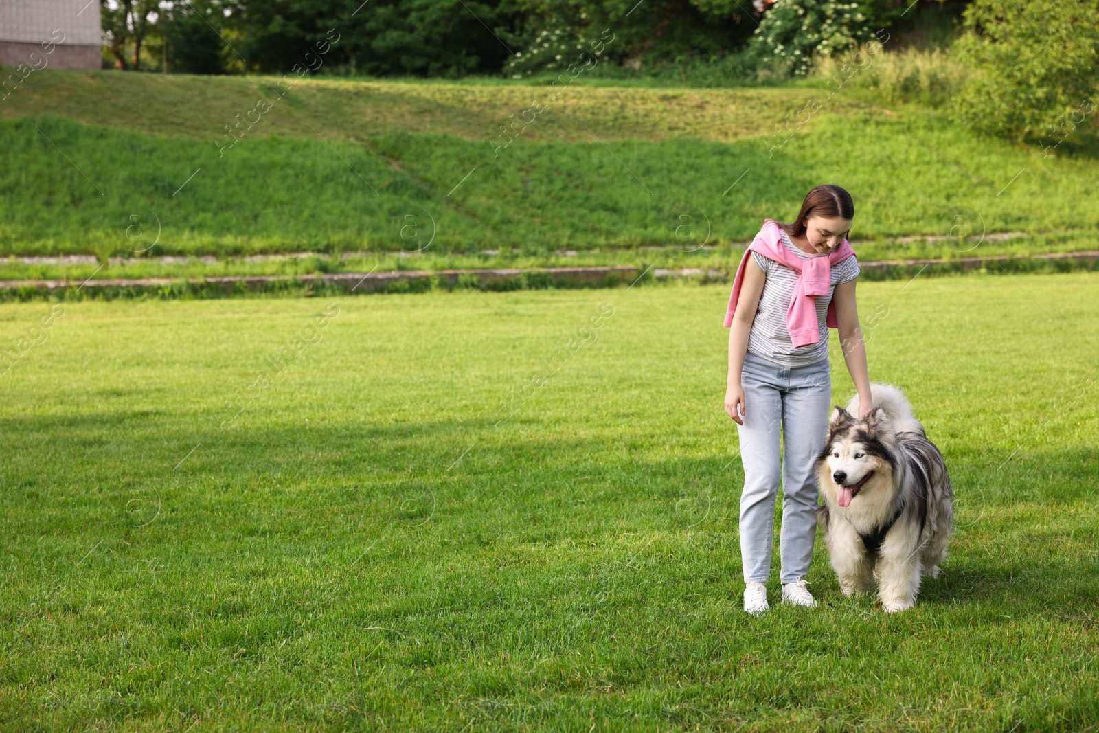 Photo of Woman with her cute Alaskan malamute dog on green grass outdoors. Space for text